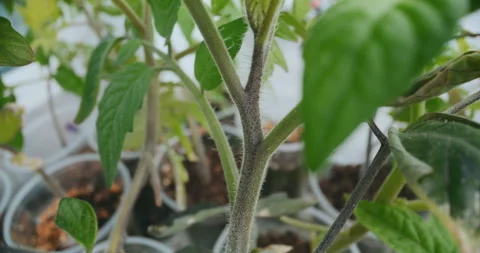 Tomato Stem, Young Seedling, Seedling Stock Footage 276675902