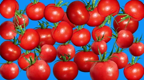 Tomato stop motion blue screen transition Video stock 62914192