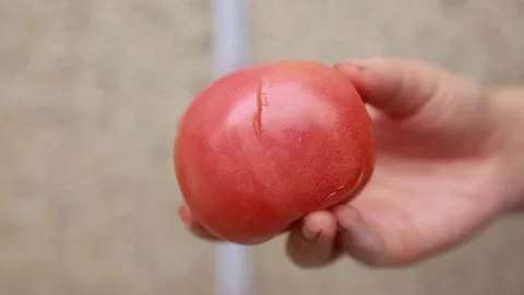 Tomato summer ingredients (7) Stock Footage 202233965