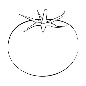 Tomato in a thin line. Vector on a white background Stock Illustration