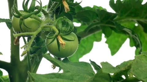 Tomato Timelapse Stock Footage 7909833