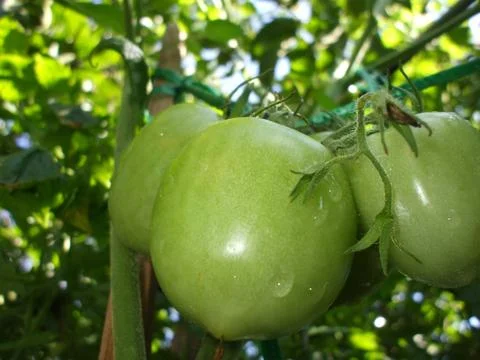 Tomato, tomato tree. Stock Photos