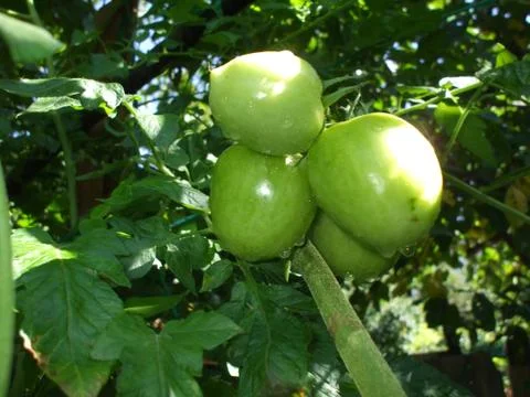 Tomato, tomato tree. Stock Photos