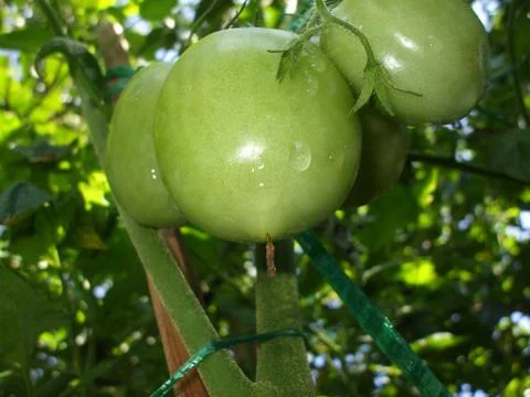 Tomato, tomato tree. Stock Photos