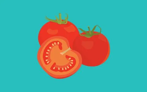 Tomato tomatoes sliced single object isolated with blue background vector Stock Illustration