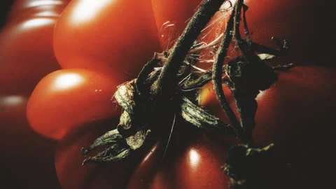 Tomato top down view vintage colour pull look close up stock footage Stock Footage 344709158