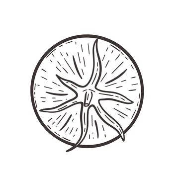 Tomato top view hand drawn engraving vector illustration Stock Illustration