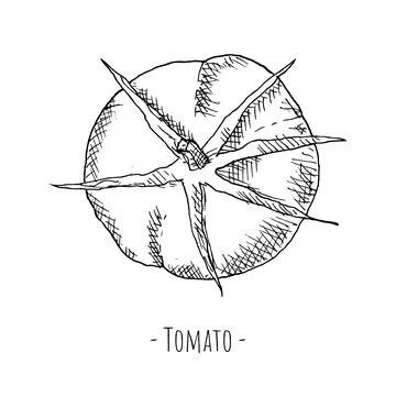 Tomato. Top view. Vector illustration. Isolated on white. Stock Illustration