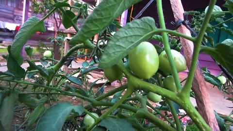 The tomato tree that bears fruit is still green Stock Footage 197375398