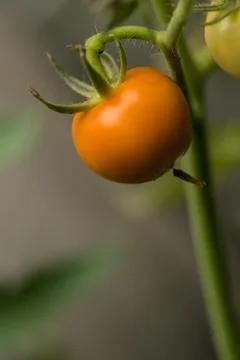 Tomato on tree Stock Photos