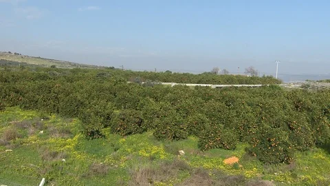 Tomato trees in Türkiye Stock Footage 86768357