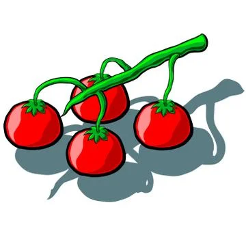 Tomato Truss Stock Illustration