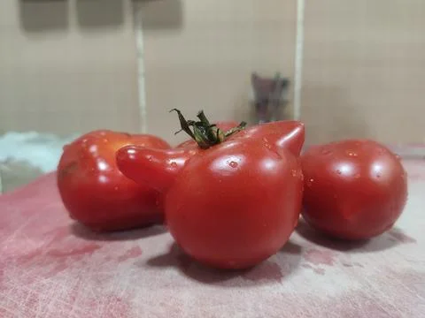 Tomato unique Foto stock