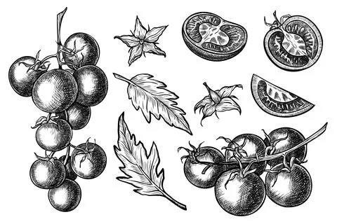Tomato Vector drawing. Hand drawn illustrations set with Branch of vegetables Stock Illustration