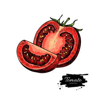 Tomato vector drawing. Isolated tomato and sliced piece. Vegetable Stock Illustration