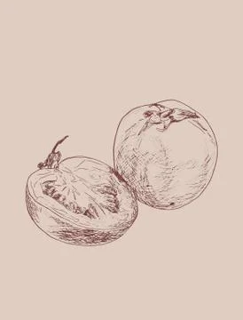 Tomato vector drawing. Isolated tomato and sliced piece. Vegetable engraved s Stock Illustration