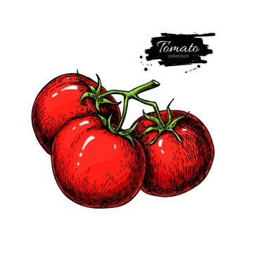 Tomato vector drawing. Isolated tomatoes on branch. Vegetable Stock Illustration