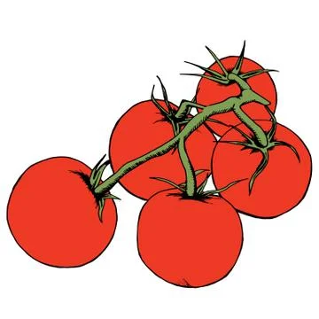Tomato vector drawing. Isolated tomatoes on branch. Vegetable artistic style Illustrazione stock