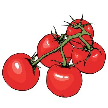 Tomato vector drawing. Isolated tomatoes on branch. Vegetable artistic style Stock Illustration
