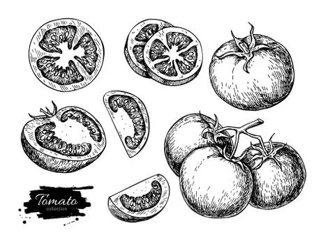 Tomato vector drawing set. Isolated tomato, sliced piece vegetables on branch Stock Illustration