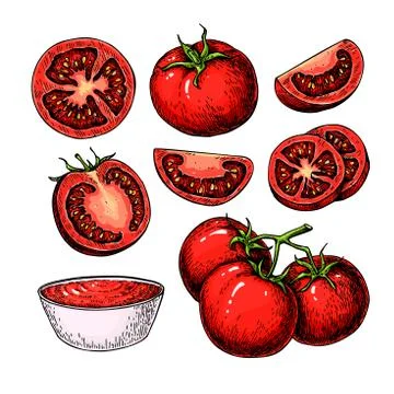 Tomato vector drawing set. Isolated tomato, sliced piece and tomato sauce. .. Illustrazione stock