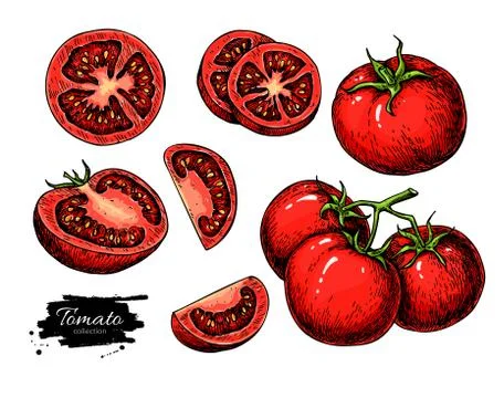 Tomato vector drawing set. Isolated tomato, sliced piece vegetables on branch Stock Illustration