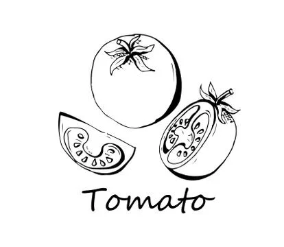 Tomato vector drawing set. Isolated tomato, sliced piece vegetables on branch Illustrazione stock