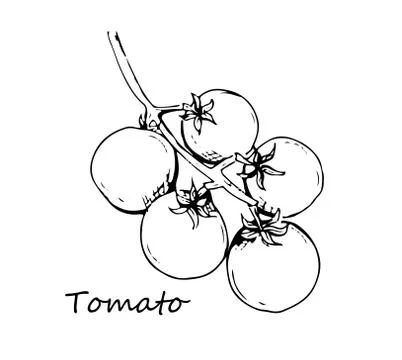 Tomato vector drawing set. Isolated tomato, sliced piece vegetables on branch Stock Illustration