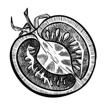 Tomato vector drawing. Sketch with sliced piece of vegetable in engraved style Stock Illustration