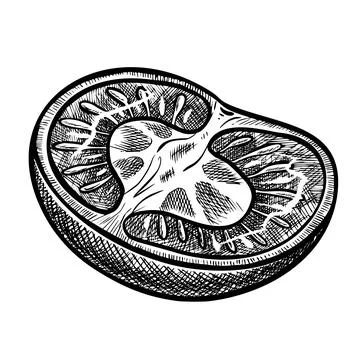 Tomato vector drawing. Sketch with sliced piece of vegetable in engraved style Stock Illustration