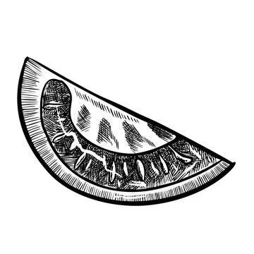 Tomato vector drawing. Sketch with sliced piece of vegetable in engraved style Stock Illustration