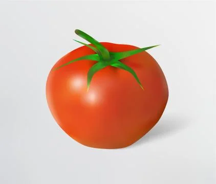 Tomato vector Stock-Illustration