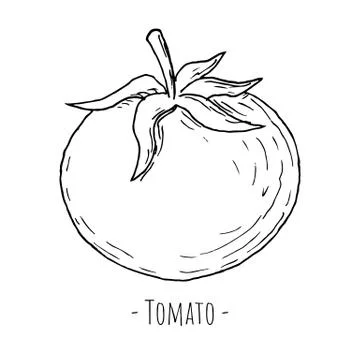 Tomato. Vector illustration. Isolated object on white. Hand-drawn. Stock Illustration
