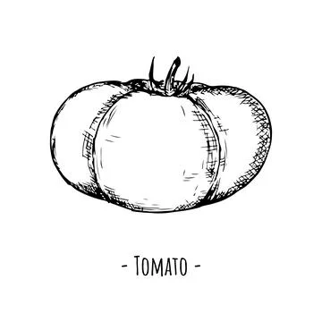 Tomato. Vector illustration. Isolated object on white. Hand-drawn. Stock Illustration