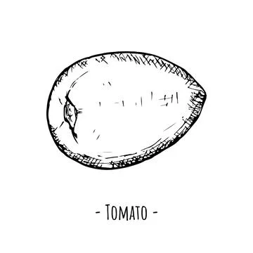 Tomato. Vector illustration. Isolated object on white. Hand-drawn. Stock Illustration
