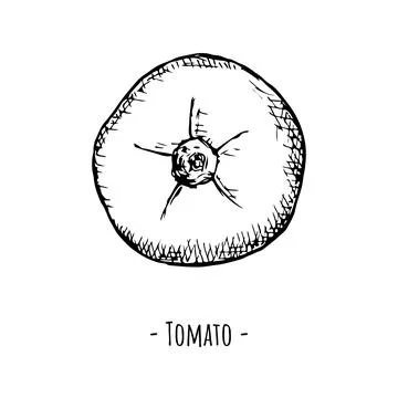 Tomato. Vector illustration. Isolated object on white. Hand-drawn. Stock Illustration