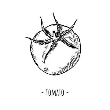 Tomato. Vector illustration. Isolated object on white. Hand-drawn. Stock Illustration