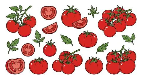 Tomato Vector Illustration Set Stock Illustration