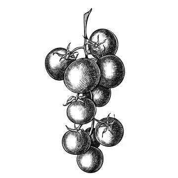 Tomato vector sketch. Hand drawn illustration with Branch of vegetables painted Stock Illustration