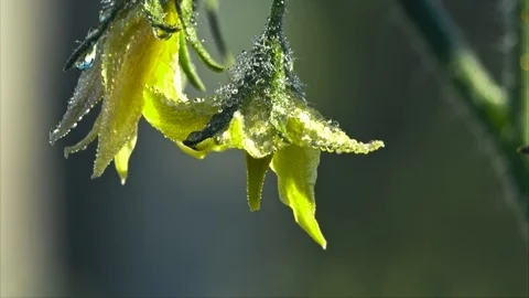 Tomato vegetable with dew drops Stock Footage 100426405