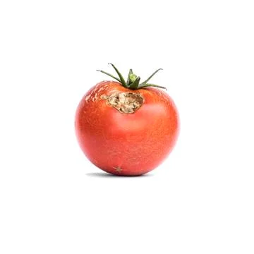 Tomato vegetable with a disease Stock Photos
