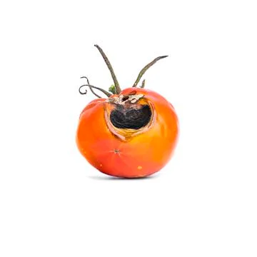 Tomato vegetable with a disease Stock Photos