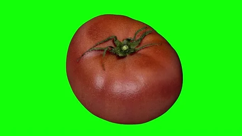 Tomato Vegetable green screen Stock Footage 237318700