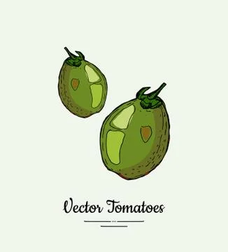Tomato vegetable vector isolate. Green whole tomatoes. Vegetables hand drawn  Stock Illustration