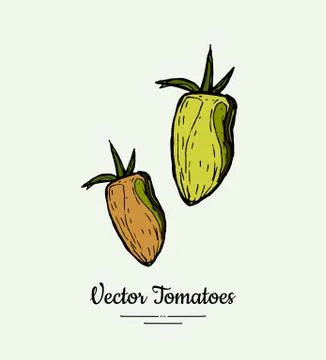 Tomato vegetable vector isolate. Orange whole tomatoes. Vegetables hand drawn Stock Illustration
