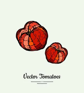 Tomato vegetable vector isolate. Red whole tomatoes. Vegetables hand drawn il Stock Illustration