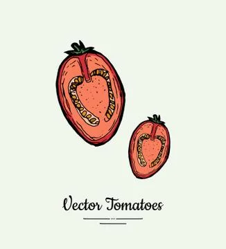 Tomato vegetable vector isolate. Red half cutted tomatoes. Vegetables hand dr Stock Illustration