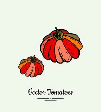 Tomato vegetable vector isolate. Red whole tomatoes. Vegetables hand drawn il Stock Illustration