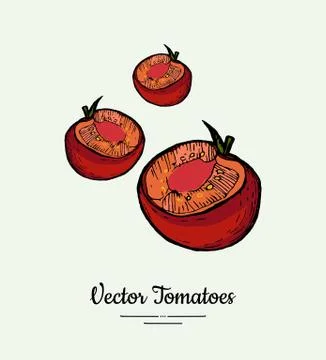 Tomato vegetable vector isolate. Red half cutted tomatoes. Vegetables hand dr Stock Illustration