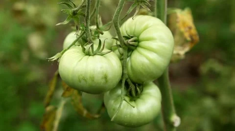 Tomato, Vegetables BIO Farm, Ecological Farmer, Organic Horticulture Stockbeeldmateriaal 8522070